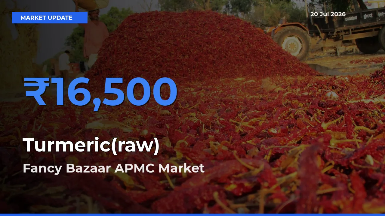 Turmeric(raw) Mandi Rate Today: Fancy Bazaar APMC Tops the List