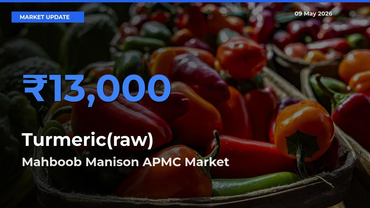 Turmeric(raw) Mandi Rate Today: Mahboob Manison APMC Tops the List