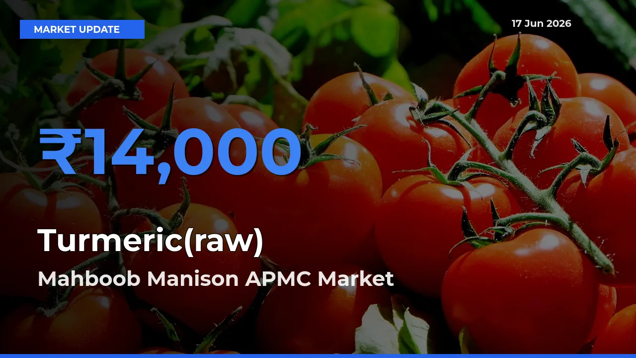 Mahboob Manison APMC Tops Turmeric(raw) Rates – June 17 Market Update