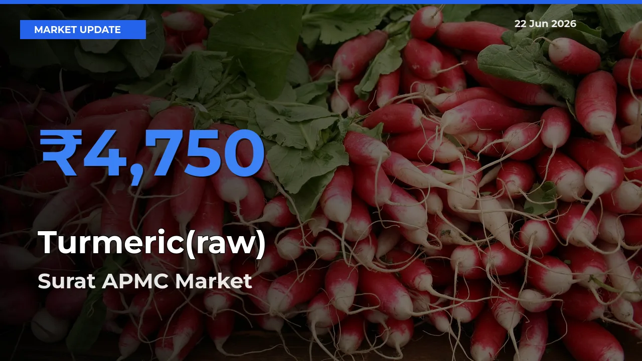 Surat APMC Leads as Top Mandi for Turmeric(raw) Prices