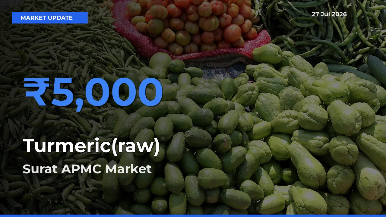 Top Performer! Surat APMC, Gujarat Offers Best Turmeric(raw) Price Today
