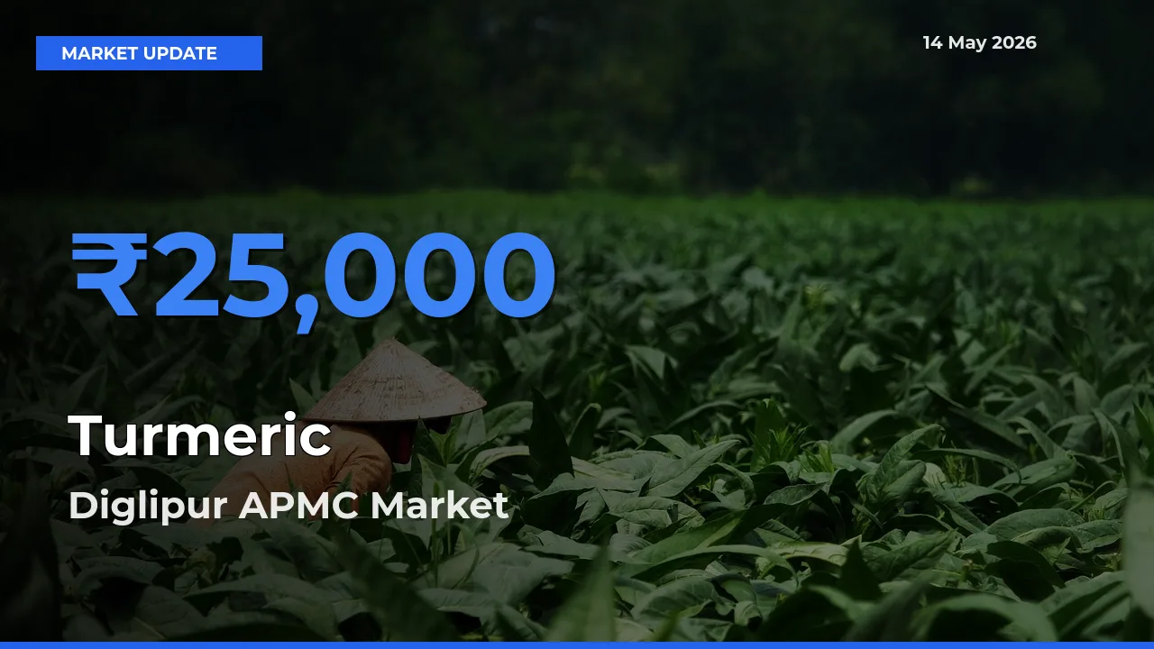 Top Performer! Diglipur APMC Offers Best Turmeric Price Today