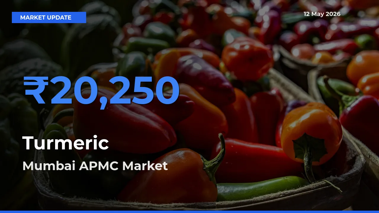 Top Performer! Mumbai APMC Offers Best Turmeric Price Today