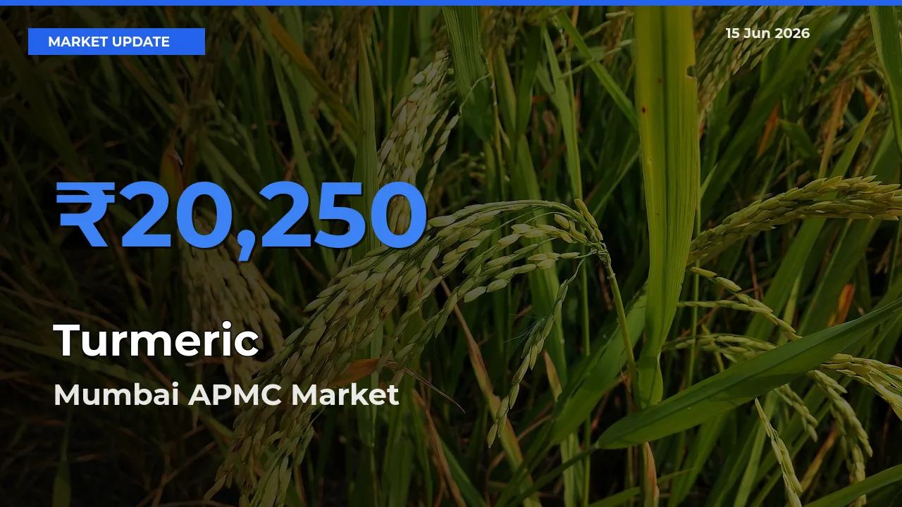 Market Watch: Mumbai APMC Becomes Top Mandi for Turmeric