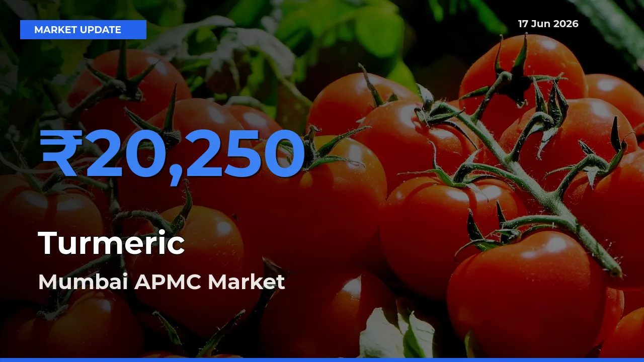 Market Watch: Mumbai APMC Becomes Top Mandi for Turmeric