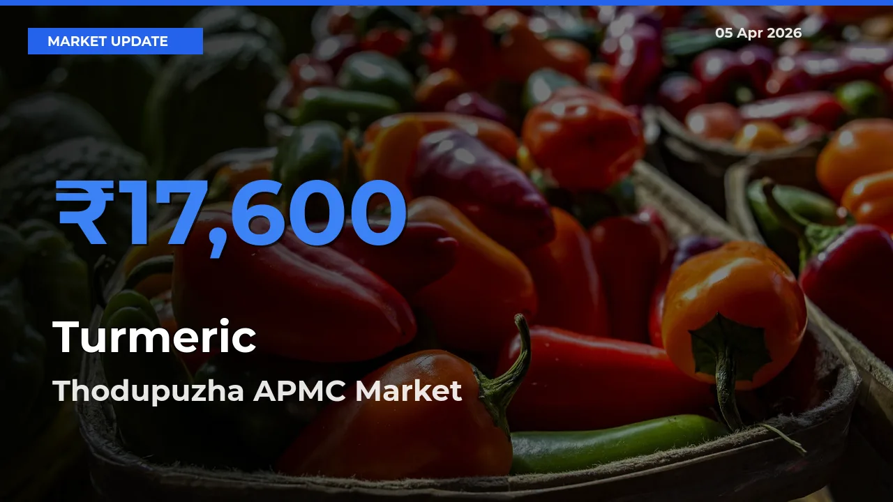 Turmeric Mandi Rate Today: Thodupuzha APMC Tops the List