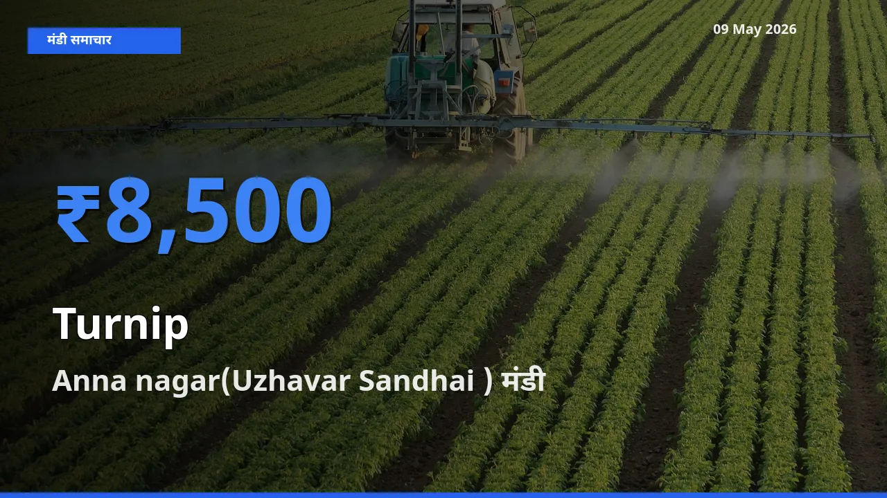 टॉप मंडी बना Anna nagar(Uzhavar Sandhai )! शलजम के सबसे ऊँचे दाम यहीं दर्ज