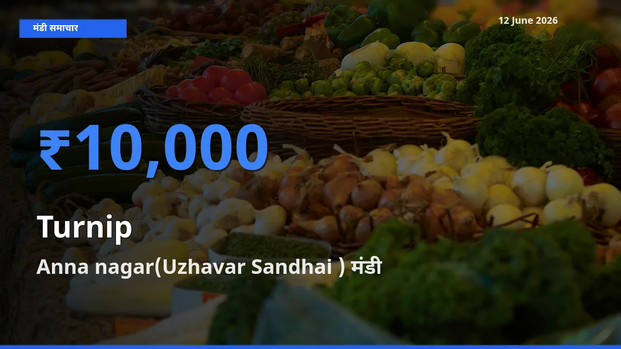 टॉप मंडी बना Anna nagar(Uzhavar Sandhai )! शलजम के सबसे ऊँचे दाम यहीं दर्ज