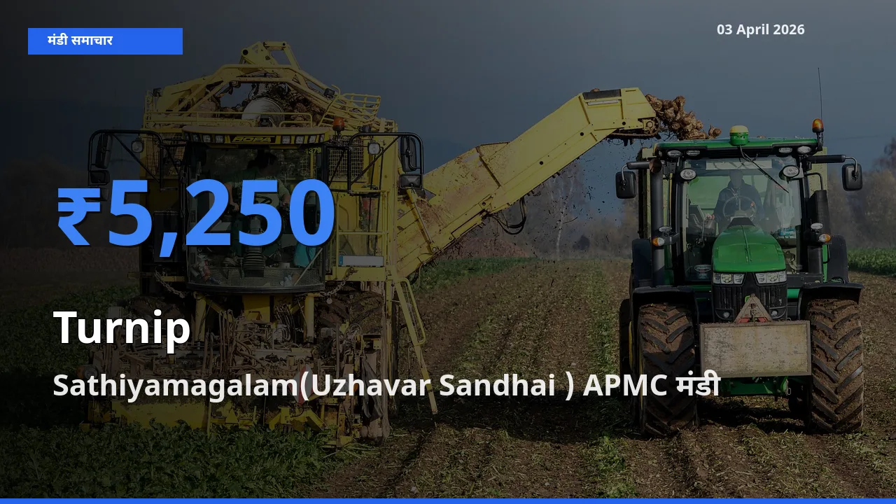 आज का मंडी भाव: शलजम के सबसे ज़्यादा दाम Sathiyamagalam(Uzhavar Sandhai ) APMC में