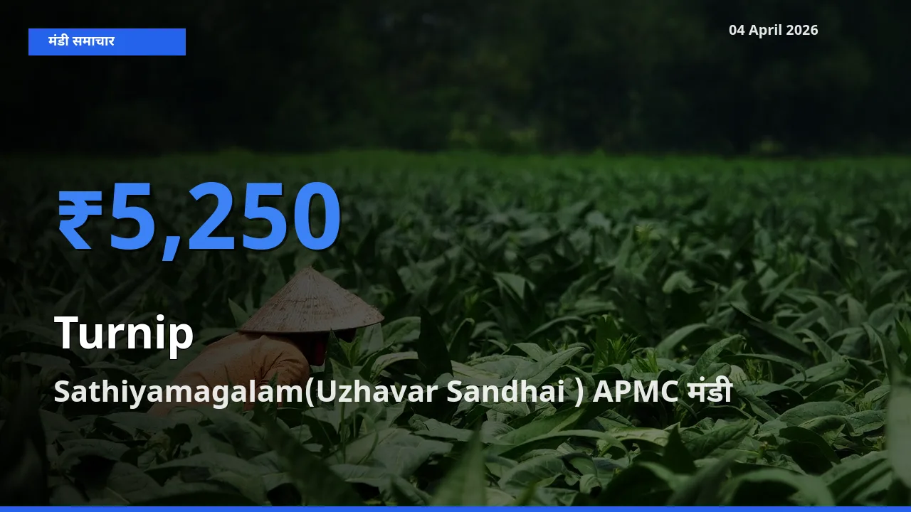आज शलजम के सबसे ऊँचे दाम ₹5,250 Sathiyamagalam(Uzhavar Sandhai ) APMC मंडी में