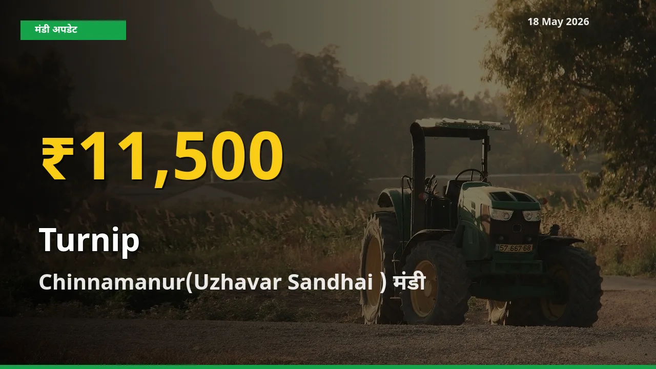 आज Chinnamanur(Uzhavar Sandhai ) में शलजम के दाम रिकॉर्ड स्तर पर, ताज़ा मंडी भाव जानें