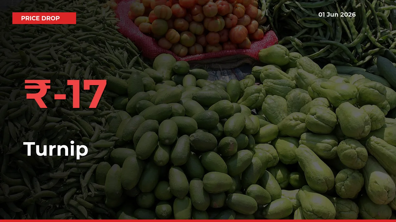 Sudden Shock! Turnip Drops 17.01% in 24 Hours at Top Mandis