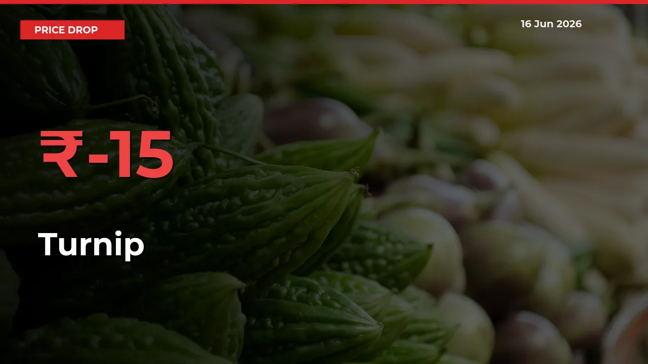 Turnip Prices Drop 15.38% in 24 Hours at Major Mandis