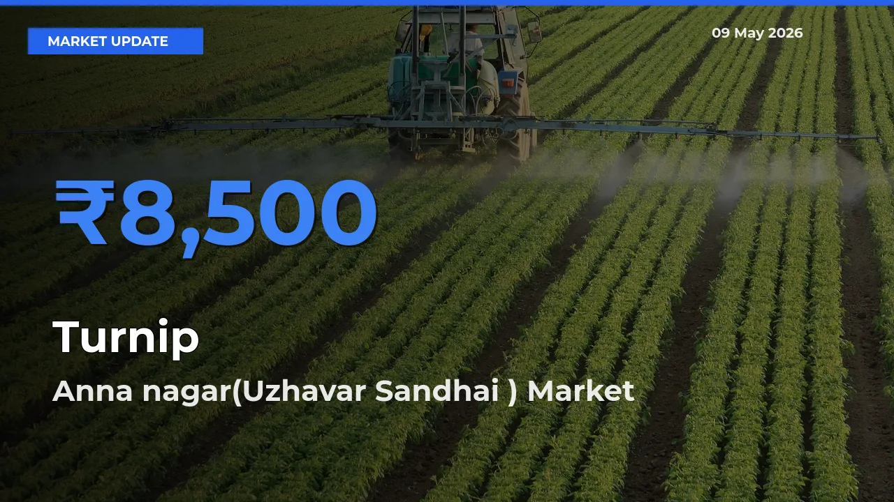 Turnip Mandi Rate Today: Anna nagar(Uzhavar Sandhai ) Tops the List