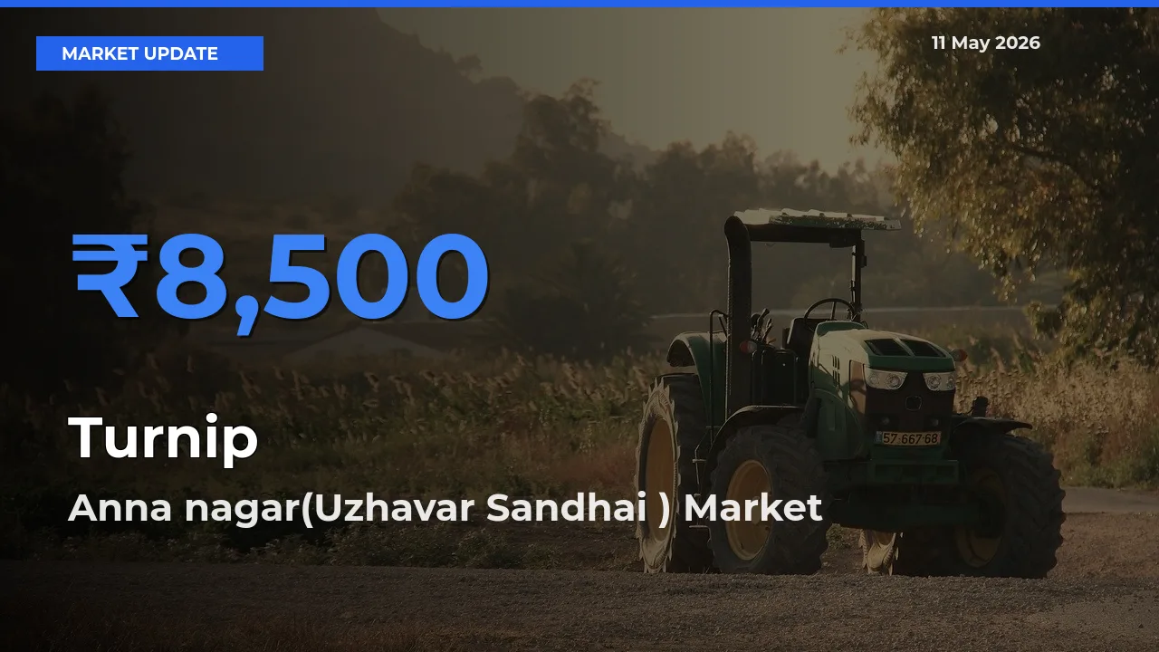 Anna nagar(Uzhavar Sandhai ) Emerges as Top Mandi for Turnip Prices Today