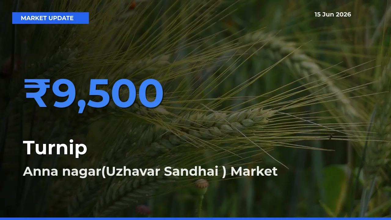 Market Watch: Anna nagar(Uzhavar Sandhai ) Becomes Top Mandi for Turnip