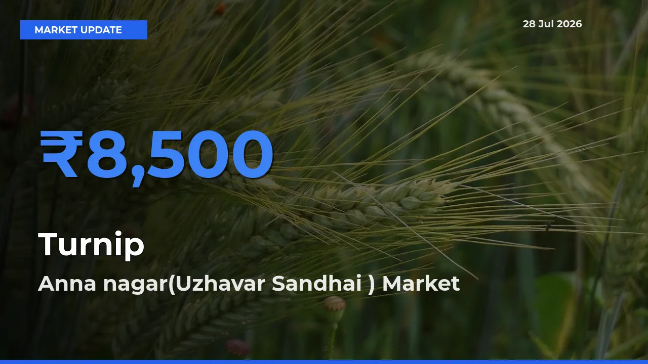 Top Performer! Anna nagar(Uzhavar Sandhai ), Madurai, Tamil Nadu Offers Best Turnip Price Today