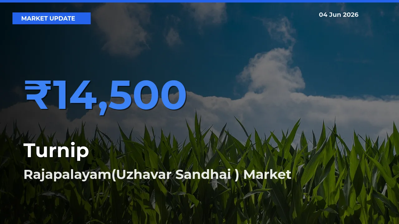 Rajapalayam(Uzhavar Sandhai ) Offers ₹14,500 – Highest Turnip Rate Today