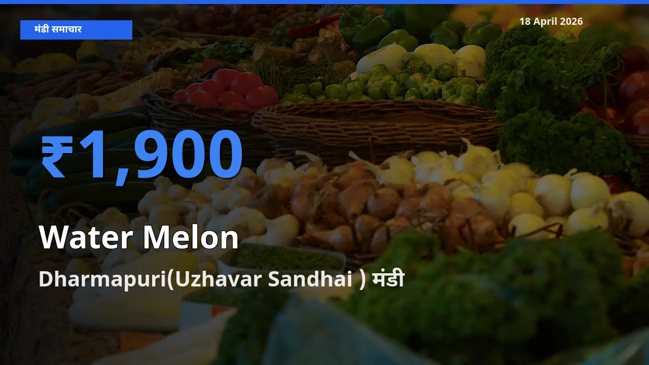 Dharmapuri(Uzhavar Sandhai ) मंडी में तरबूज ₹1,900 पर पहुँचा – आज का सर्वोच्च भाव