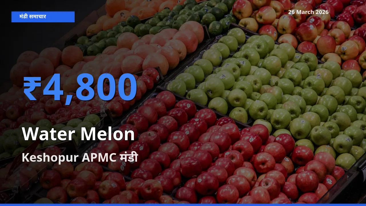 Keshopur APMC मंडी में तरबूज ₹4,800 पर पहुँचा – आज का सर्वोच्च भाव