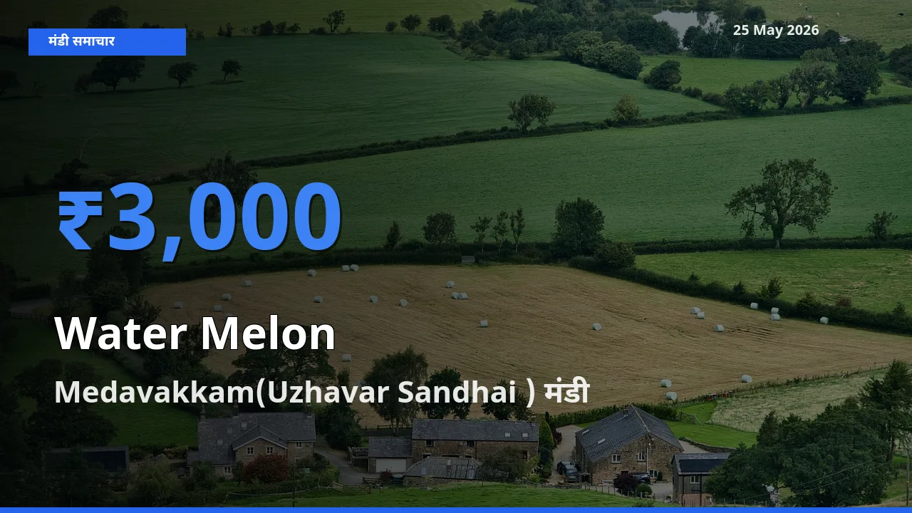 आज तरबूज के सबसे ऊँचे दाम ₹3,000 Medavakkam(Uzhavar Sandhai ) मंडी में