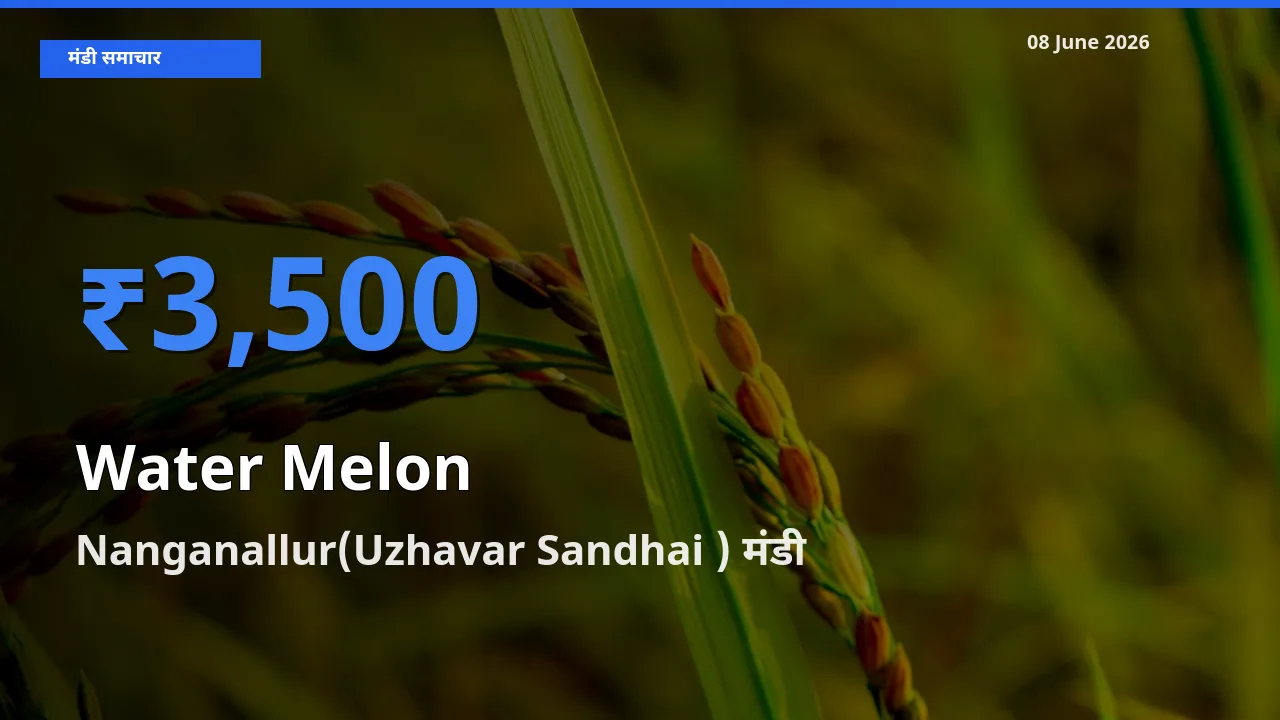 Nanganallur(Uzhavar Sandhai ) मंडी में तरबूज ₹3,500 पर पहुँचा – आज का सर्वोच्च भाव