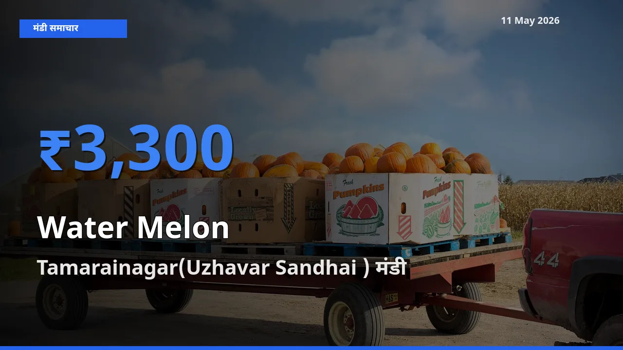 11 May अपडेट: तरबूज के सबसे ऊँचे दाम Tamarainagar(Uzhavar Sandhai ) मंडी में