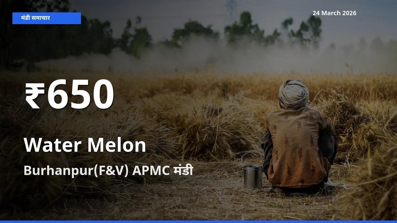 24 March अपडेट: तरबूज के दाम 30 दिन के न्यूनतम स्तर पर, Burhanpur(F&V) APMC