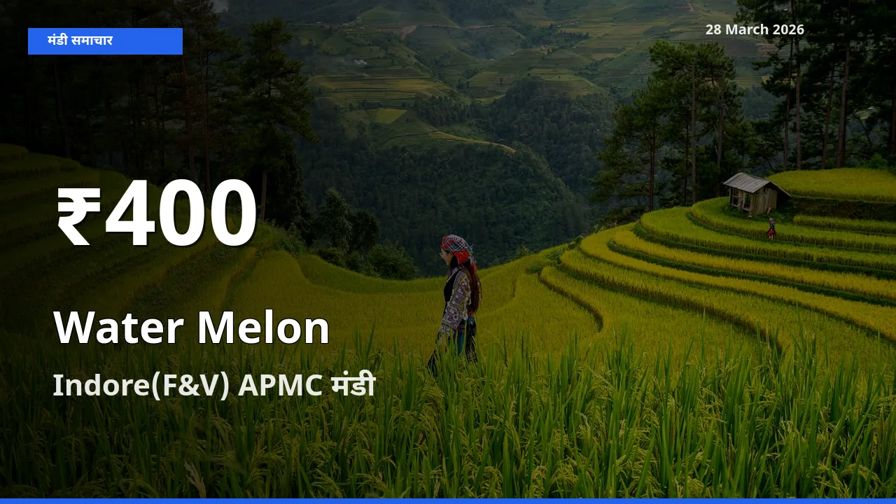 किसानों के लिए चिंता का विषय? तरबूज के दाम Indore(F&V) APMC में 30 दिन के न्यूनतम स्तर पर