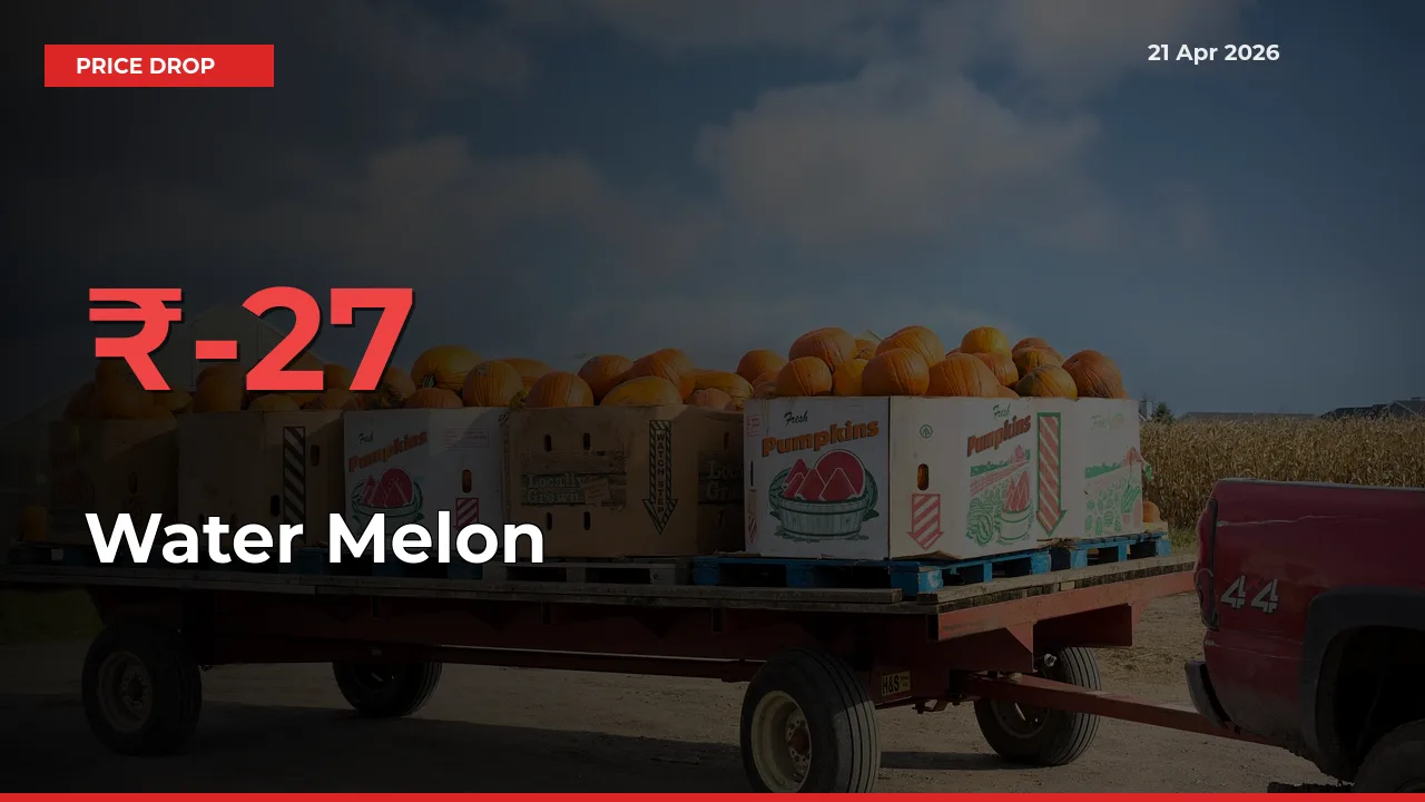 Sudden Shock! Water Melon Drops 27.34% in 24 Hours at Top Mandis