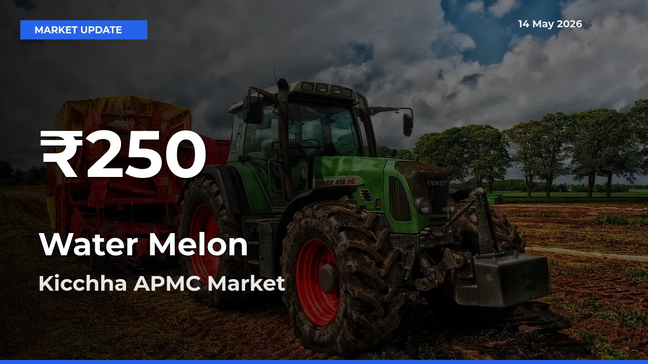 Big Drop! Water Melon Slides to 30-Day Low at Kicchha APMC