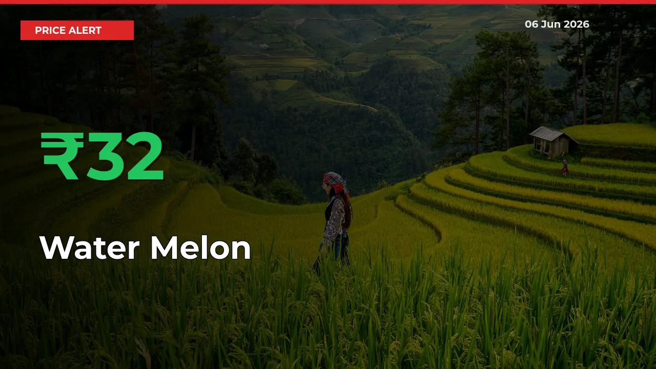 Sharp Jump! Water Melon Prices Climb 32.43% in 24 Hours at Key Mandis