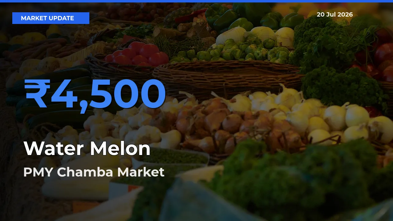 PMY Chamba Records Highest ₹4,500 Rate for Water Melon