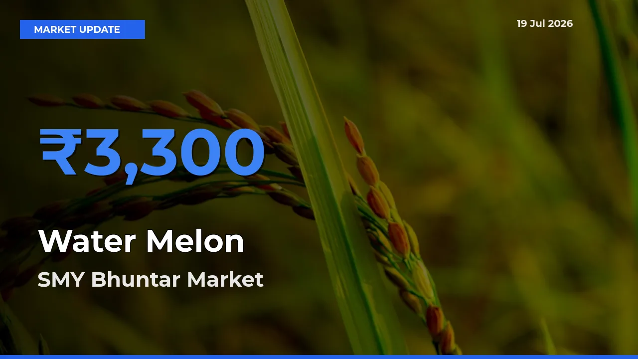SMY Bhuntar Offers ₹3,300 – Highest Water Melon Rate Today