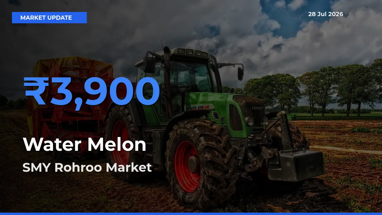 SMY Rohroo, Shimla, Himachal Pradesh Tops Water Melon Rates – July 28 Market Update