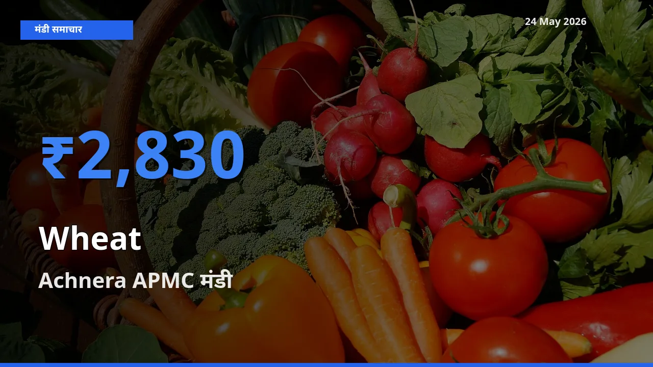 टॉप मंडी बना Achnera APMC! गेहूँ के सबसे ऊँचे दाम यहीं दर्ज