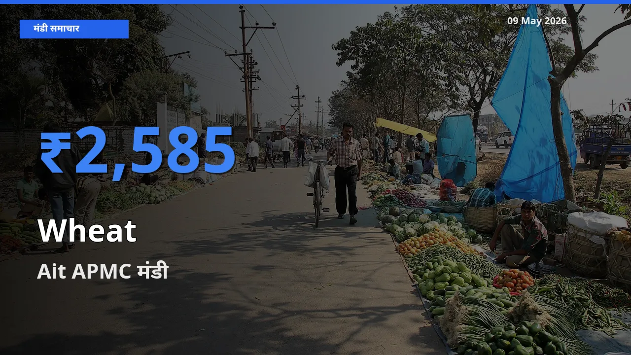 Ait APMC में गेहूँ का आज सबसे ऊँचा भाव