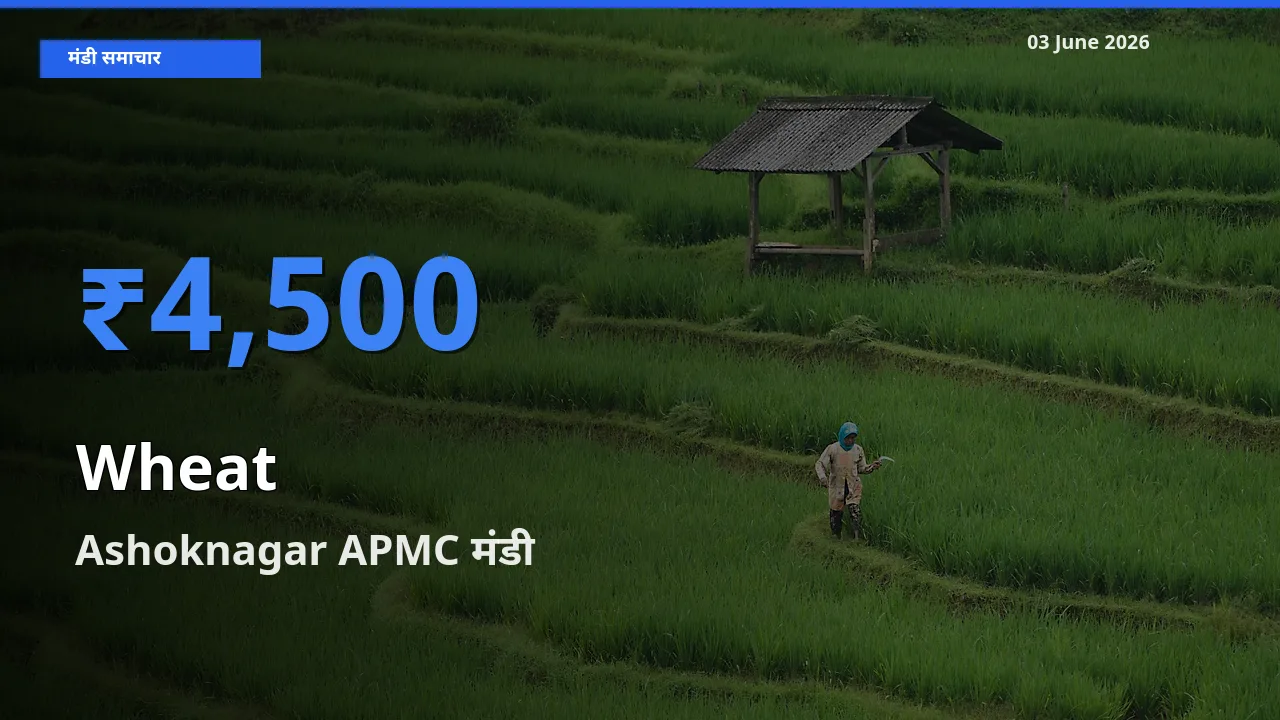 Ashoknagar APMC मंडी में गेहूँ ₹4,500 पर पहुँचा – आज का सर्वोच्च भाव