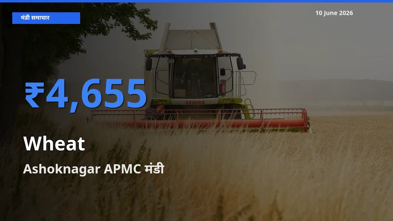 आज गेहूँ के सबसे ऊँचे दाम ₹4,655 Ashoknagar APMC मंडी में