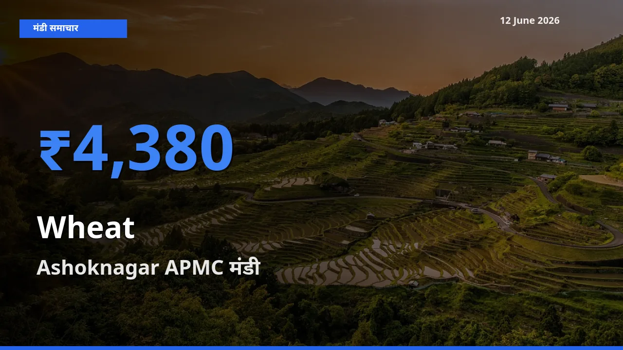 आज का मंडी भाव: गेहूँ के सबसे ज़्यादा दाम Ashoknagar APMC में
