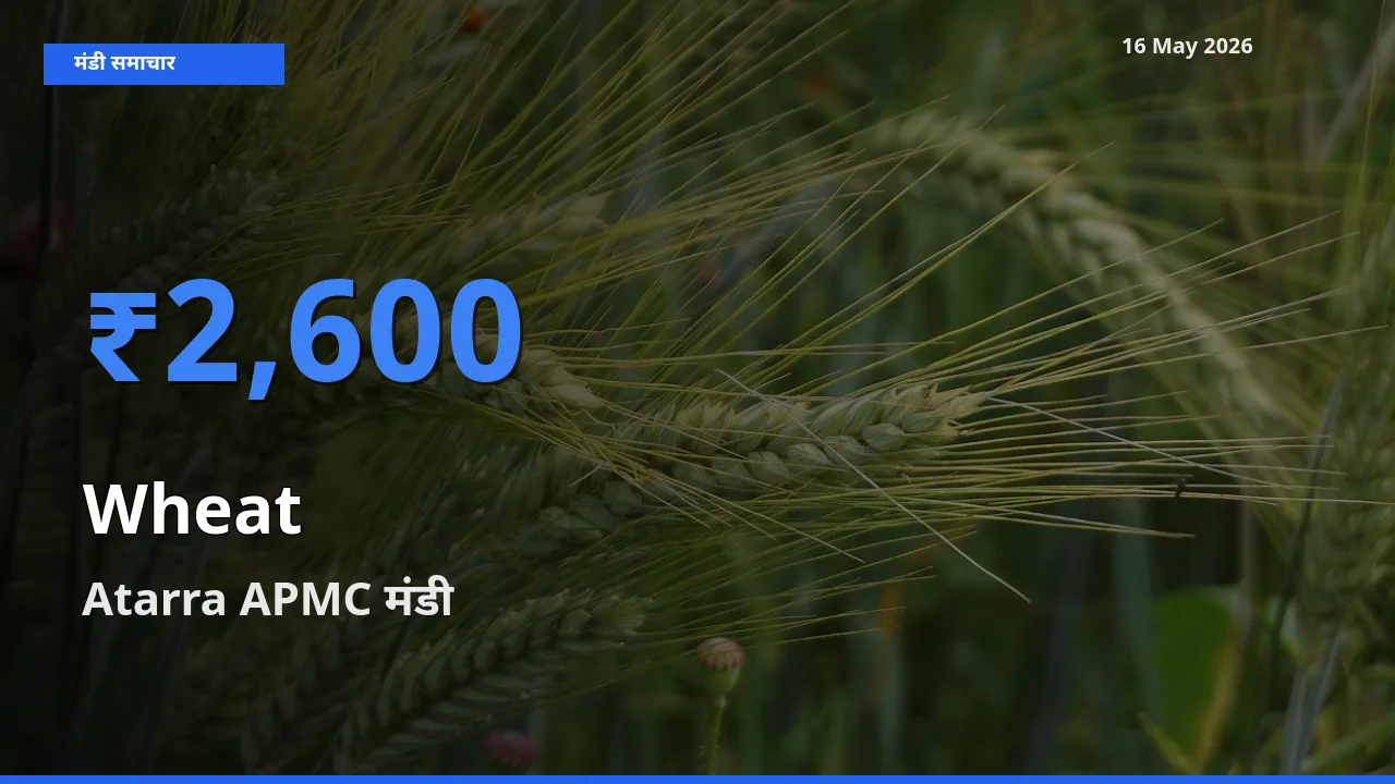 16 May अपडेट: गेहूँ के सबसे ऊँचे दाम Atarra APMC मंडी में
