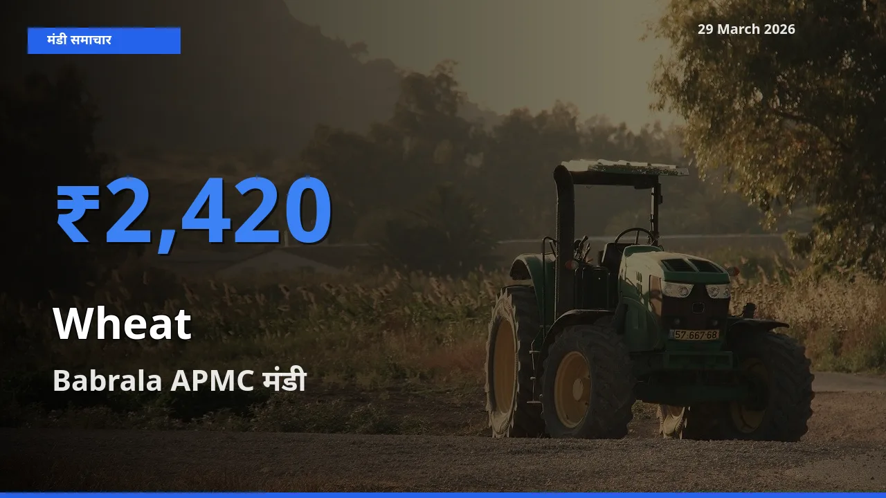 Babrala APMC में गेहूँ का आज सबसे ऊँचा भाव