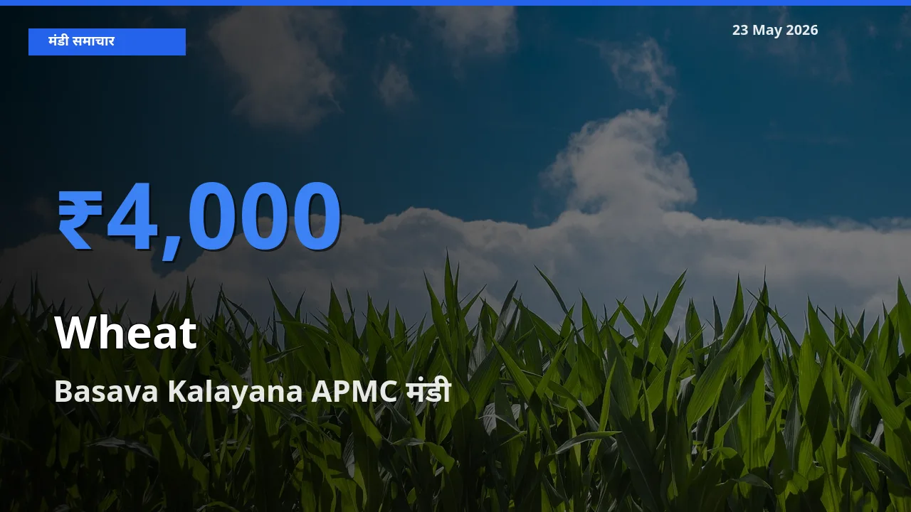 किसानों की पसंद बना Basava Kalayana APMC, गेहूँ के सबसे अच्छे दाम