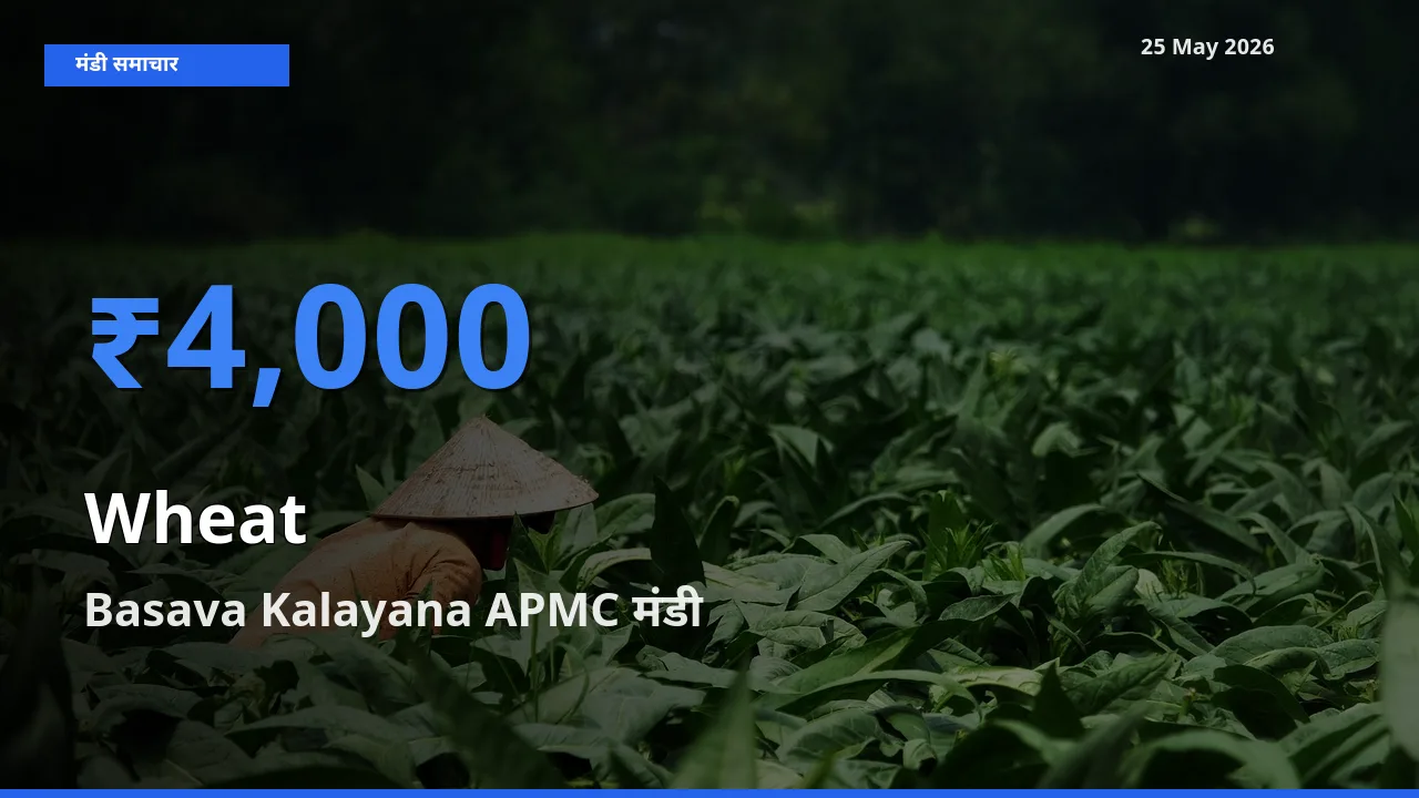आज गेहूँ के सबसे ऊँचे दाम ₹4,000 Basava Kalayana APMC मंडी में