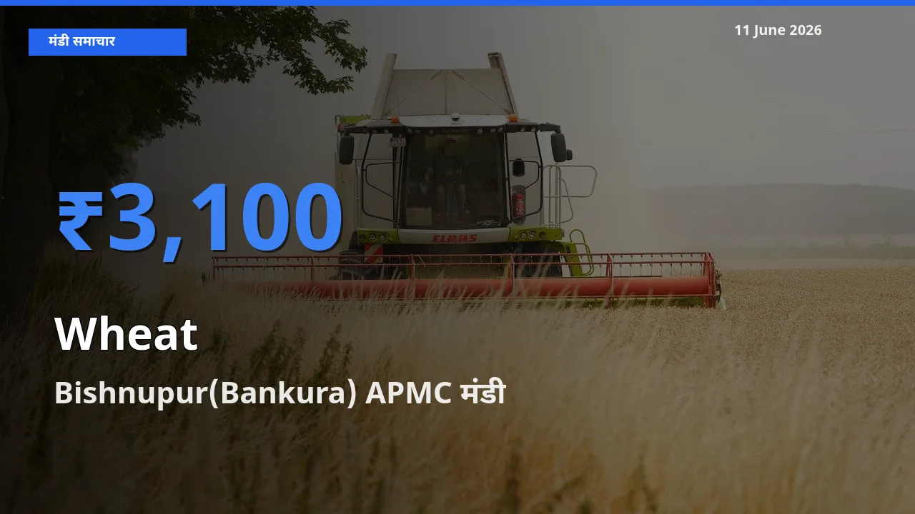 बाज़ार संकेत: Bishnupur(Bankura) APMC बना गेहूँ के लिए आज की टॉप मंडी
