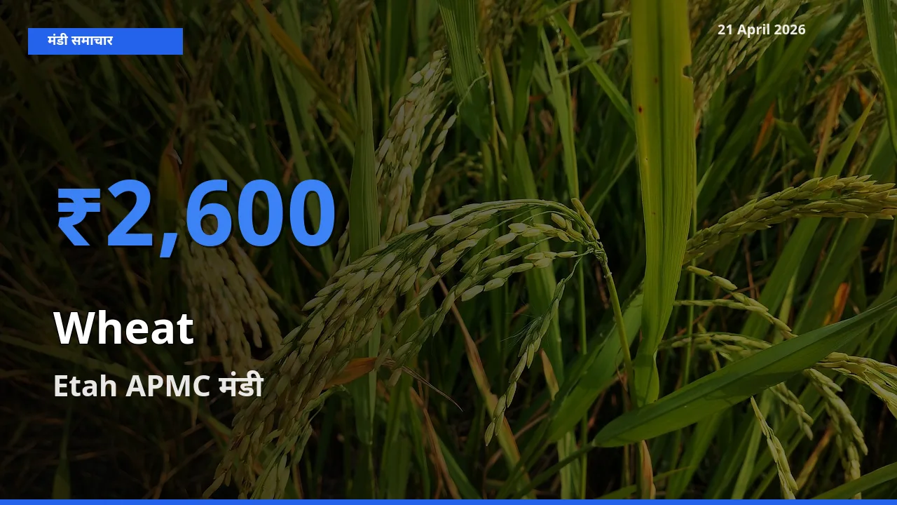 Etah APMC मंडी में आज गेहूँ के सबसे ऊँचे दाम दर्ज