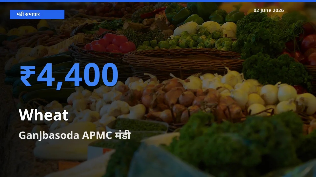 02 June अपडेट: गेहूँ के सबसे ऊँचे दाम Ganjbasoda APMC मंडी में