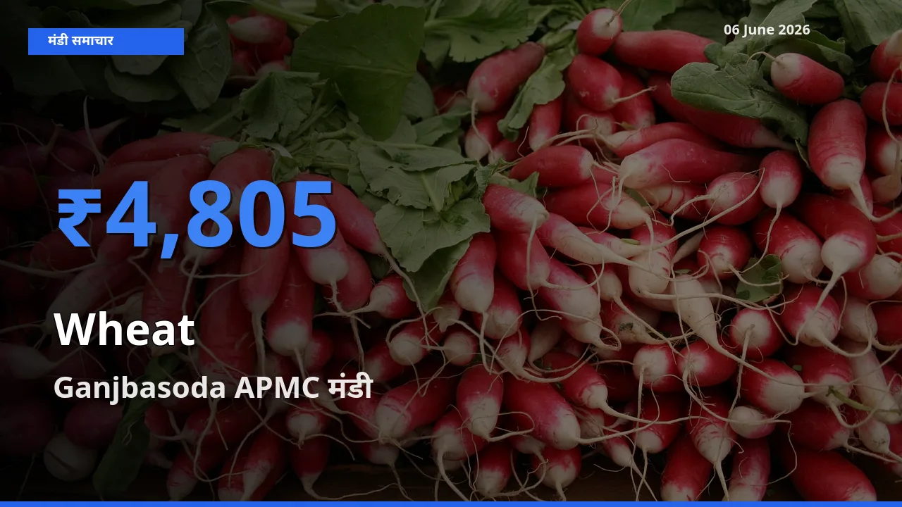 Ganjbasoda APMC मंडी में गेहूँ ₹4,805 पर पहुँचा – आज का सर्वोच्च भाव