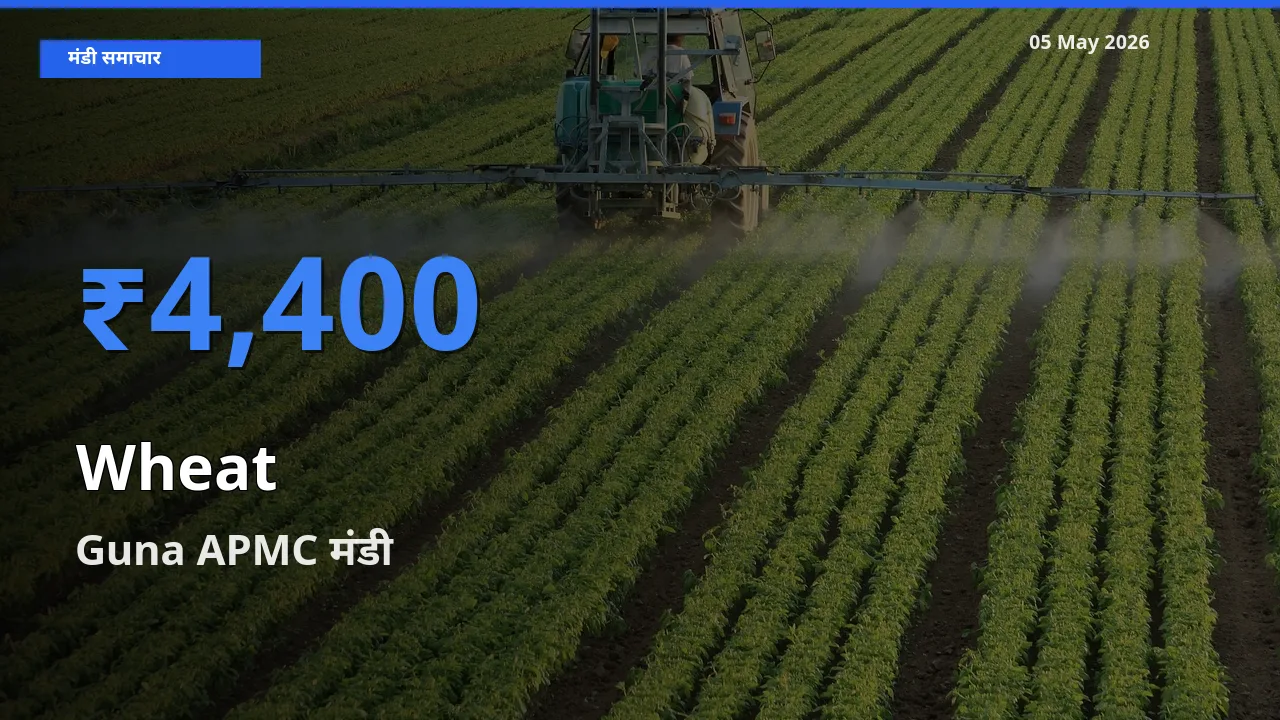 आज गेहूँ के सबसे ऊँचे दाम ₹4,400 Guna APMC मंडी में