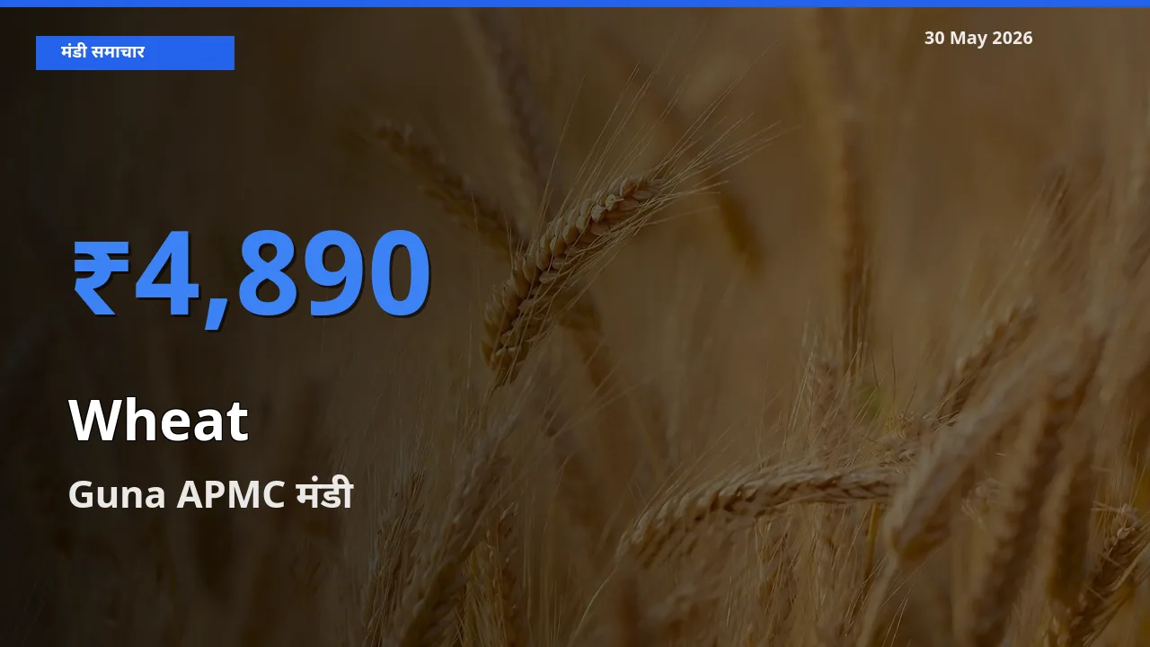 आज गेहूँ के सबसे ऊँचे दाम ₹4,890 Guna APMC मंडी में